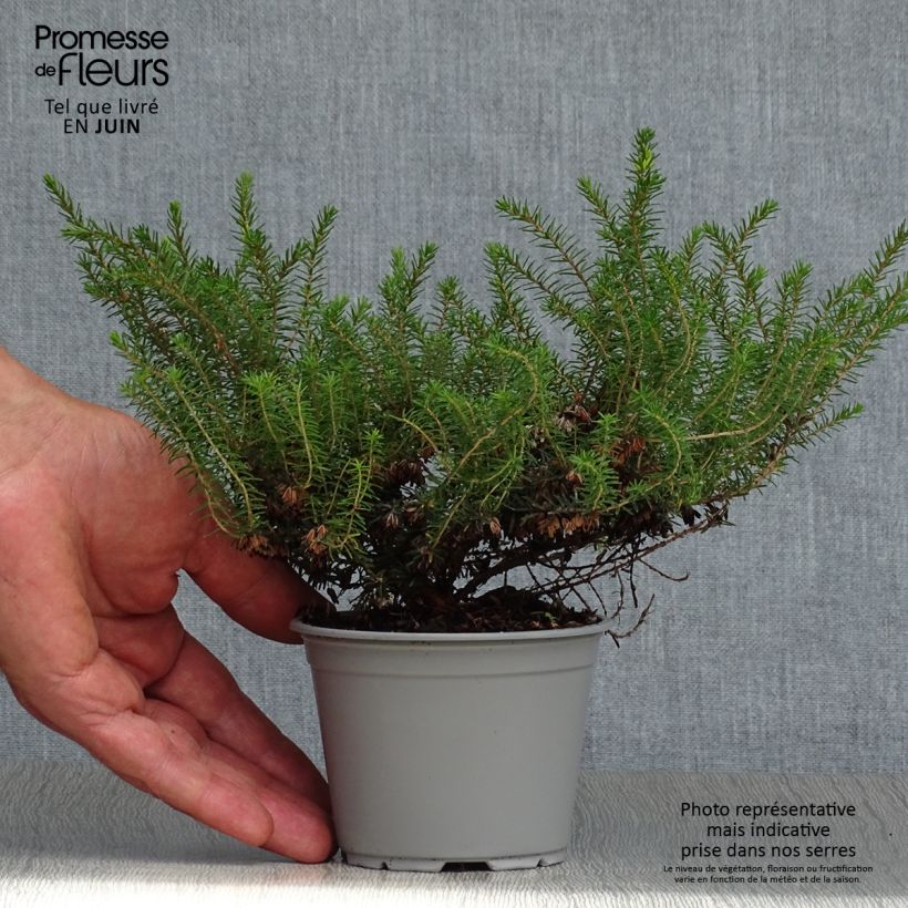 Spécimen de Bruyère d'Hiver - Erica x darleyensis Kramer's Rote Godet de 8/9 cm tel que livré en été