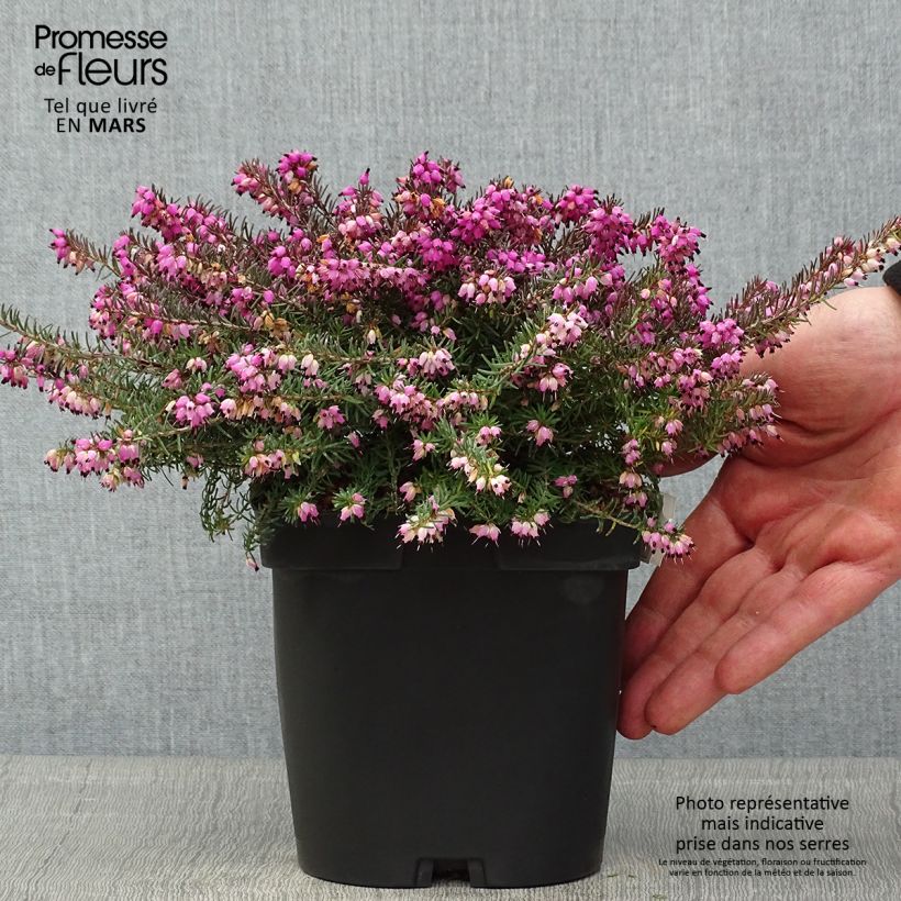 Spécimen de Bruyère d'Hiver - Erica x darleyensis Kramer's Rote Pot de 2/3L tel que livré au printemps