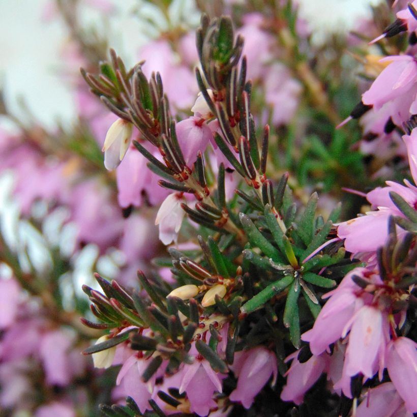 Bruyère de Darley - Erica darleyensis Furzey (Feuillage)