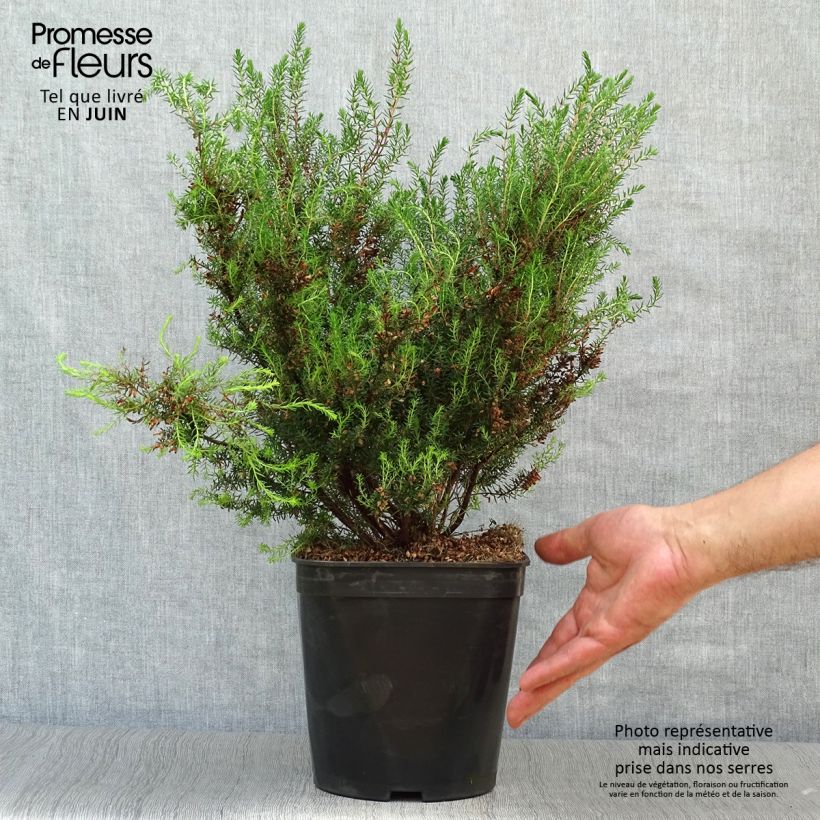 Spécimen de Bruyère de l'ouest - Erica mediterranea Pot de 3L/4L tel que livré en été