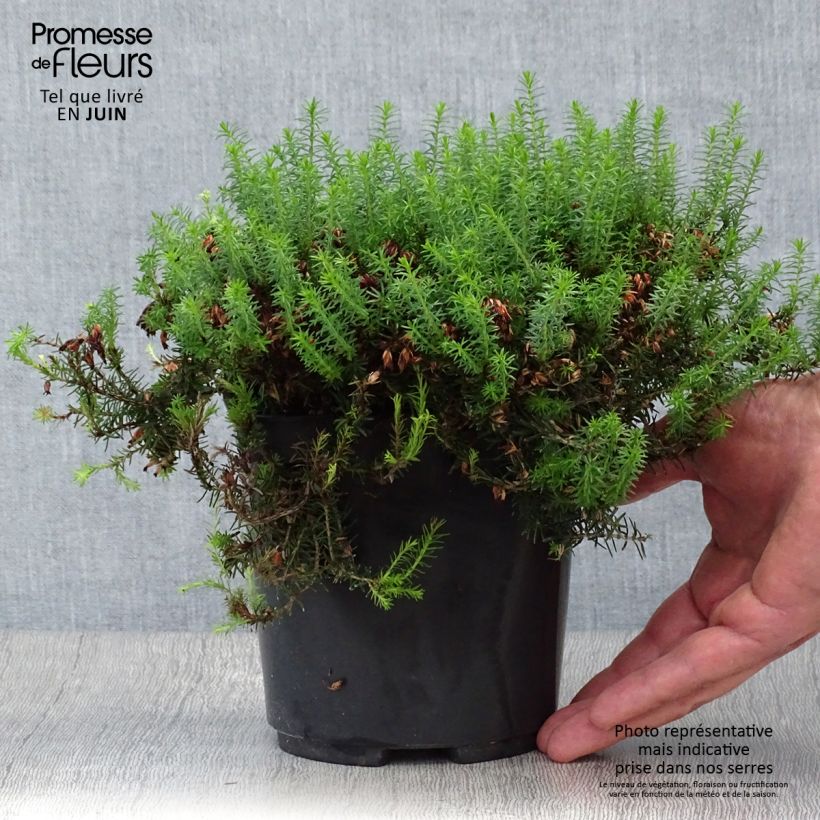 Spécimen de Bruyère des neiges - Erica carnea Isabell  Pot de 2L/3L tel que livré en été