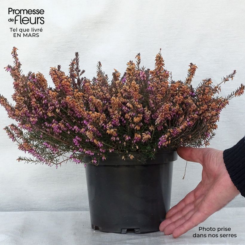 Spécimen de Bruyère des neiges - Erica carnea Jenny Porter pot de 2L tel que livré au printemps