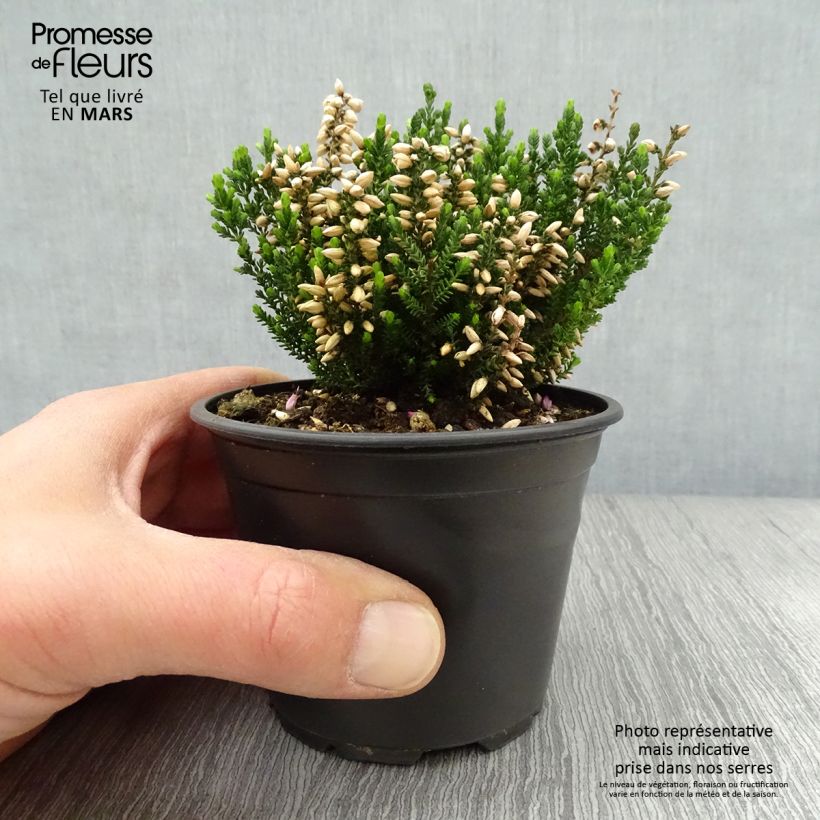 Spécimen de Bruyère d'été - Calluna vulgaris Alba Godet de 8/9cm tel que livré au printemps