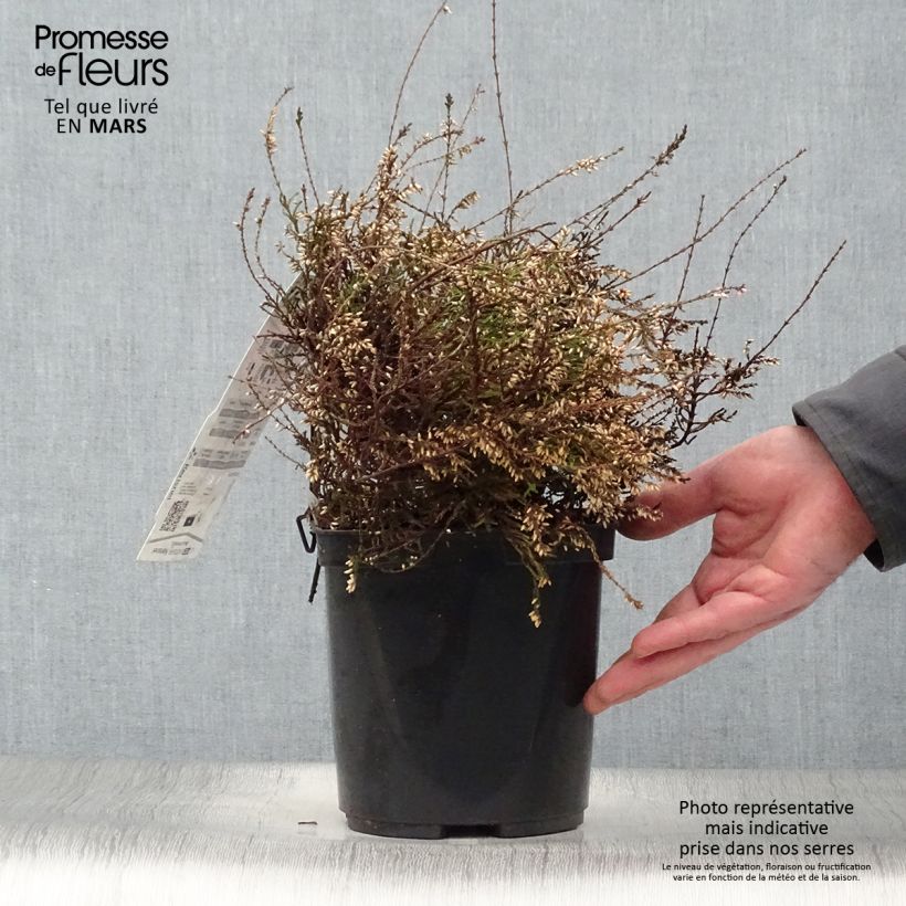Spécimen de Bruyère d'été - Calluna vulgaris Marleen  Pot de 2L/3L tel que livré au printemps