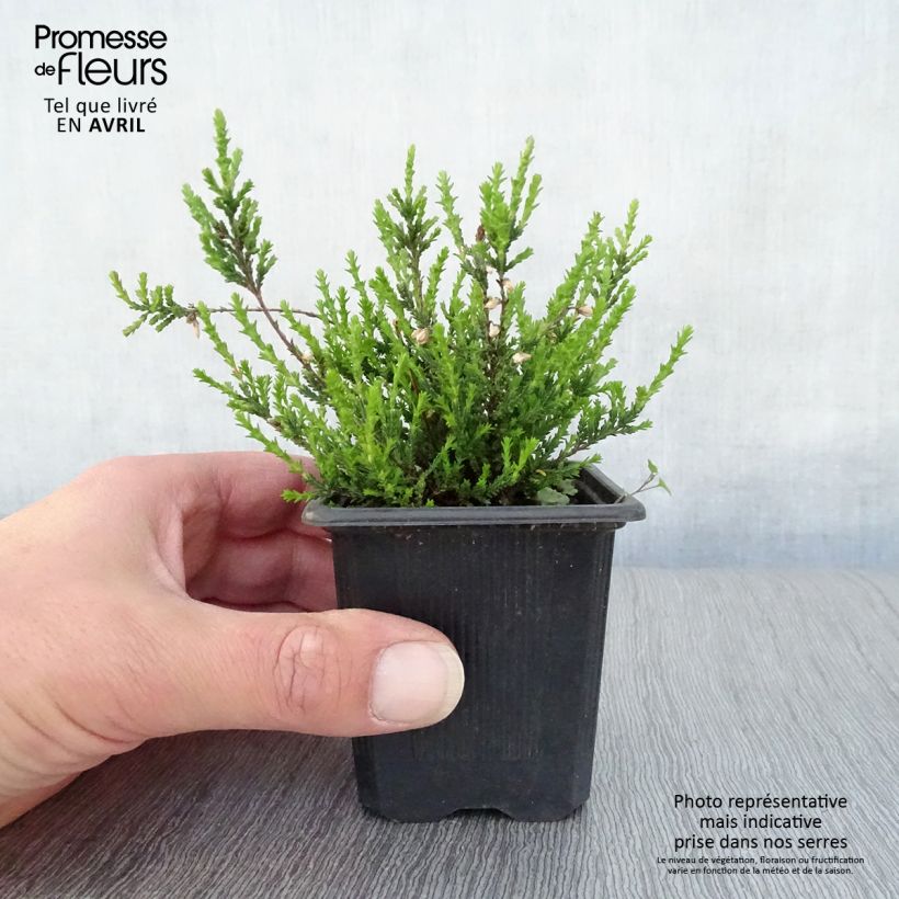 Spécimen de Bruyère d'été - Calluna vulgaris Marlies Godet de 8 cm tel que livré au printemps