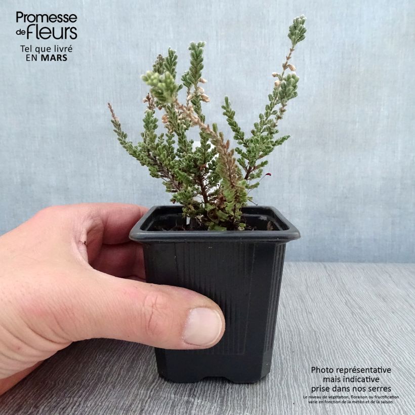 Spécimen de Bruyère d'été - Calluna vulgaris Silver Knight  Godet de 8/9 cm tel que livré au printemps