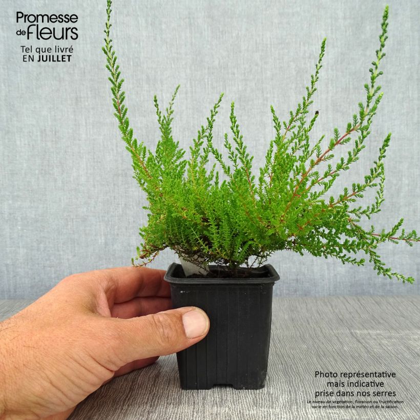 Spécimen de Bruyère d'été - Calluna vulgaris Spring Torch Godet de 8/9 cm tel que livré en été