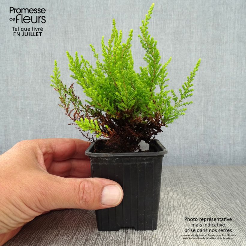 Spécimen de Bruyère d'été - Calluna vulgaris Winter Chocolate Godet de 8/9 cm tel que livré en été