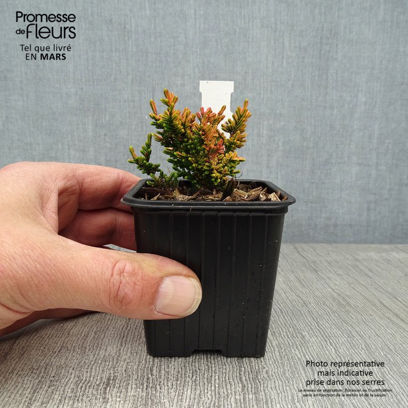 Spécimen de Bruyère d'été - Calluna vulgaris Winter Chocolate Godet de 8cm tel que livré au printemps