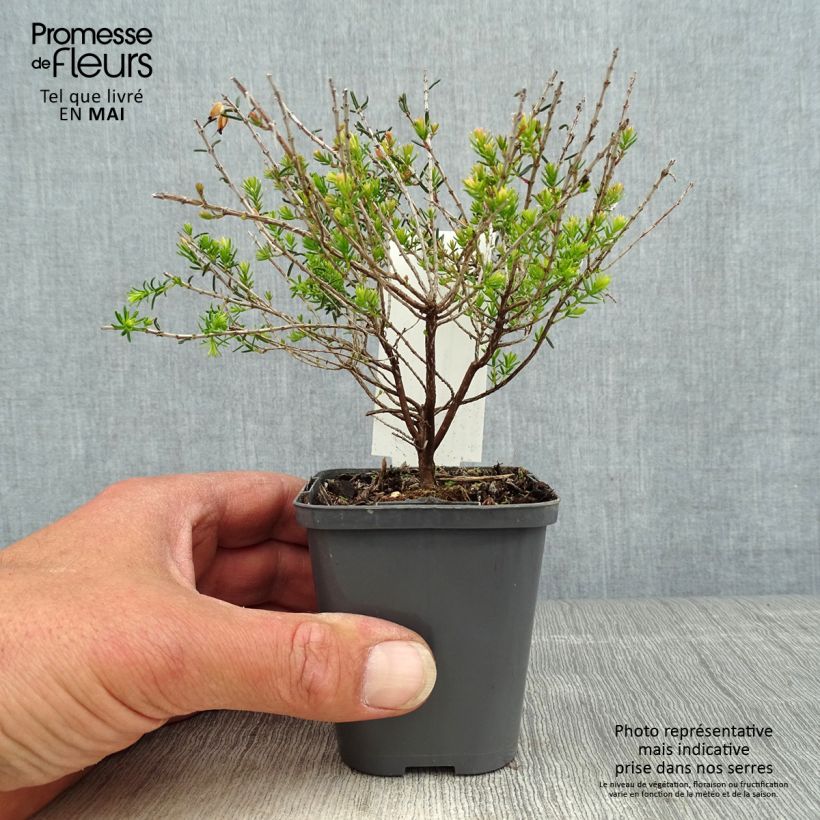 Spécimen de Bruyère d'hiver - Erica darleyensis Ghost Hills en godet de 8 cm tel que livré au printemps