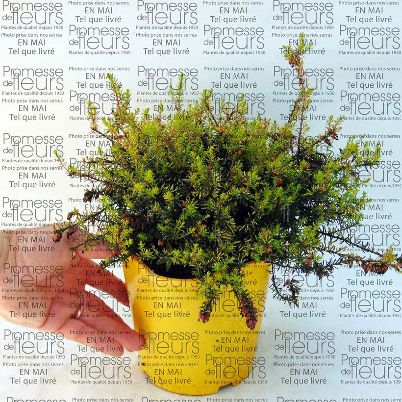 Exemple de spécimen de Bruyère d'hiver Winter Belles Tylou - Erica x darleyensis Pot de 2L/3L tel que livré