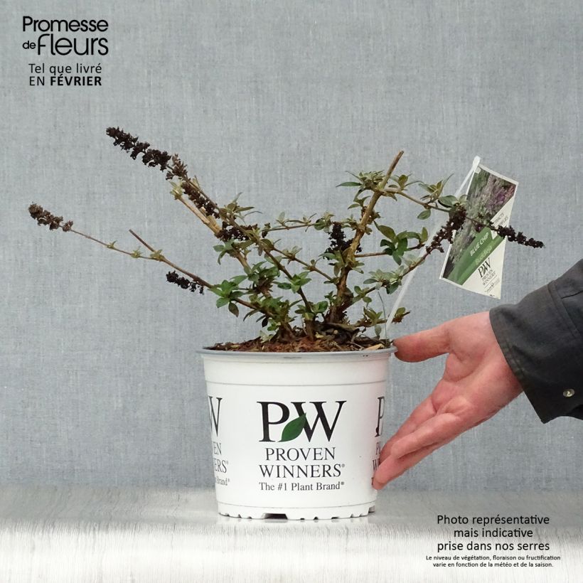 Spécimen de Buddleia Blue Chip - Arbre aux papillons nain Pot de 4L/5L tel que livré en hiver