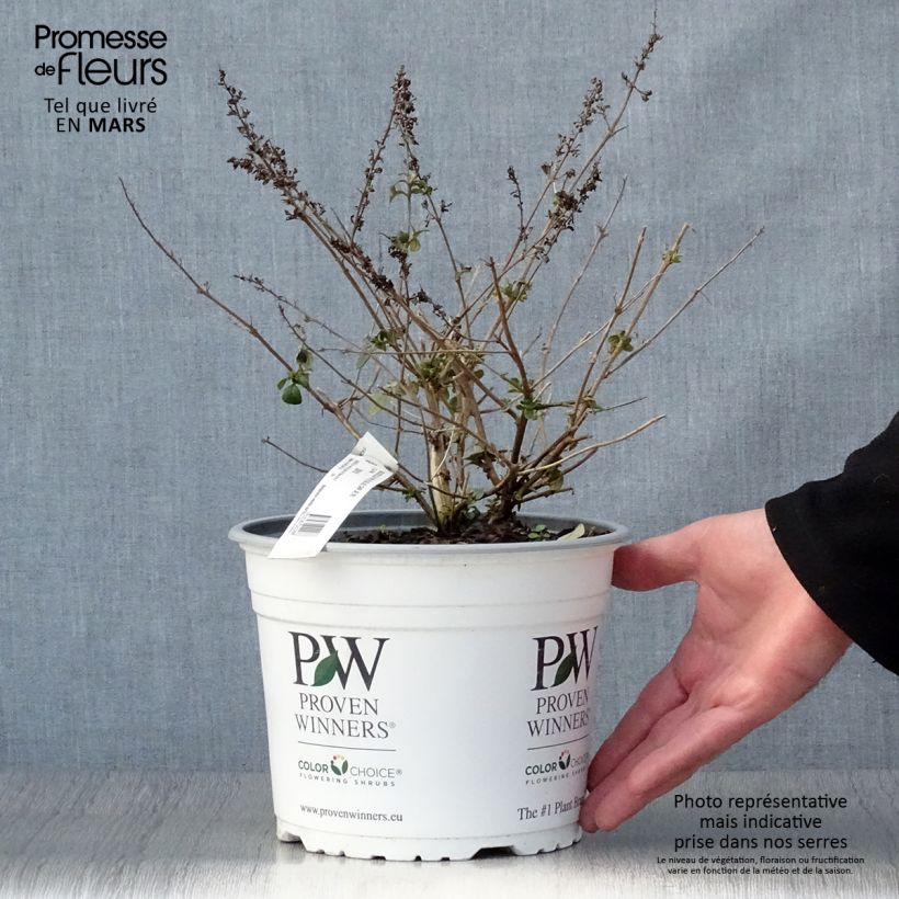Spécimen de Buddleia Blue Chip - Arbre aux papillons nain Pot de 4L/5LHauteur livrée env. 20/30cm tel que livré au printemps