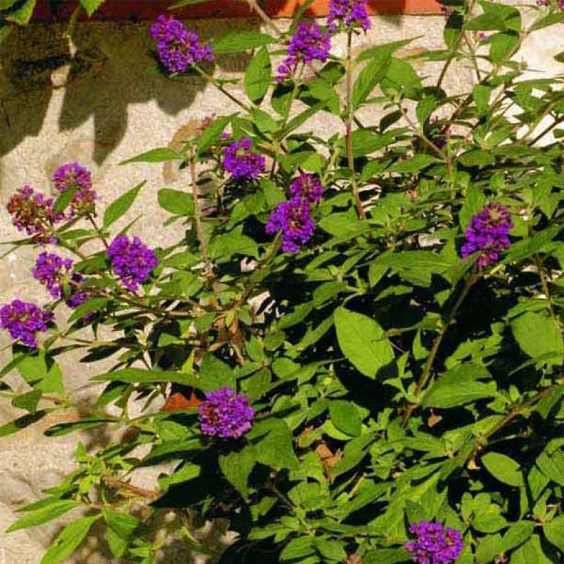 Buddleia Blue Chip - Arbre aux papillons nain (Floraison)