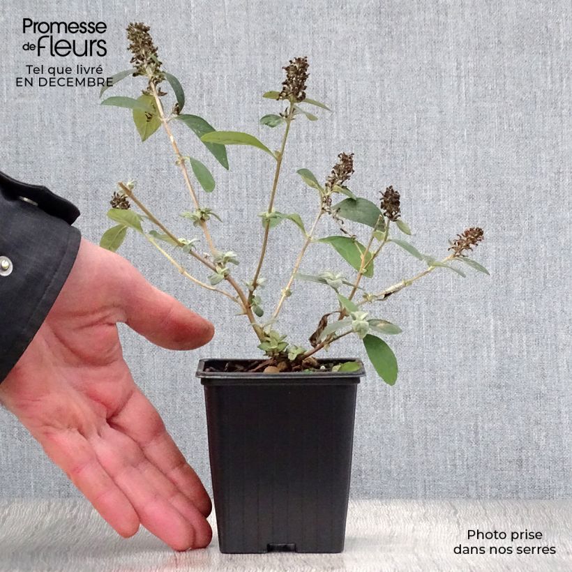 Spécimen de Buddleia Blue Chip - Arbre aux papillons nain Godet de 8/9 cm tel que livré en hiver