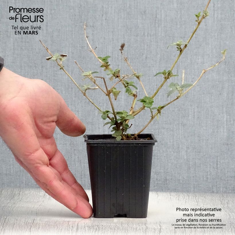 Spécimen de Buddleia Blue Chip - Arbre aux papillons nain Godet de 8/9 cmHauteur livrée env. 10/15cm tel que livré au printemps
