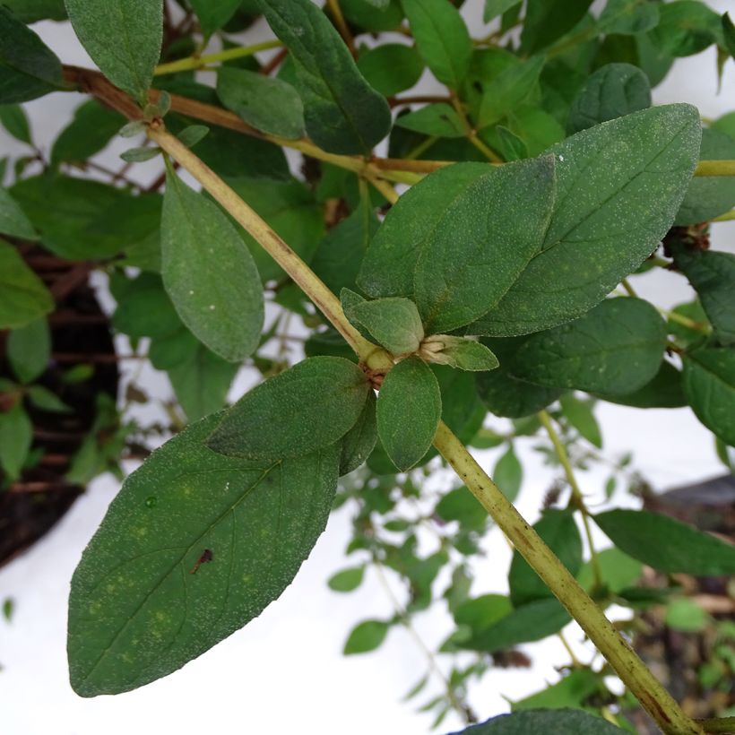 Buddleia Blue Chip - Arbre aux papillons nain (Feuillage)