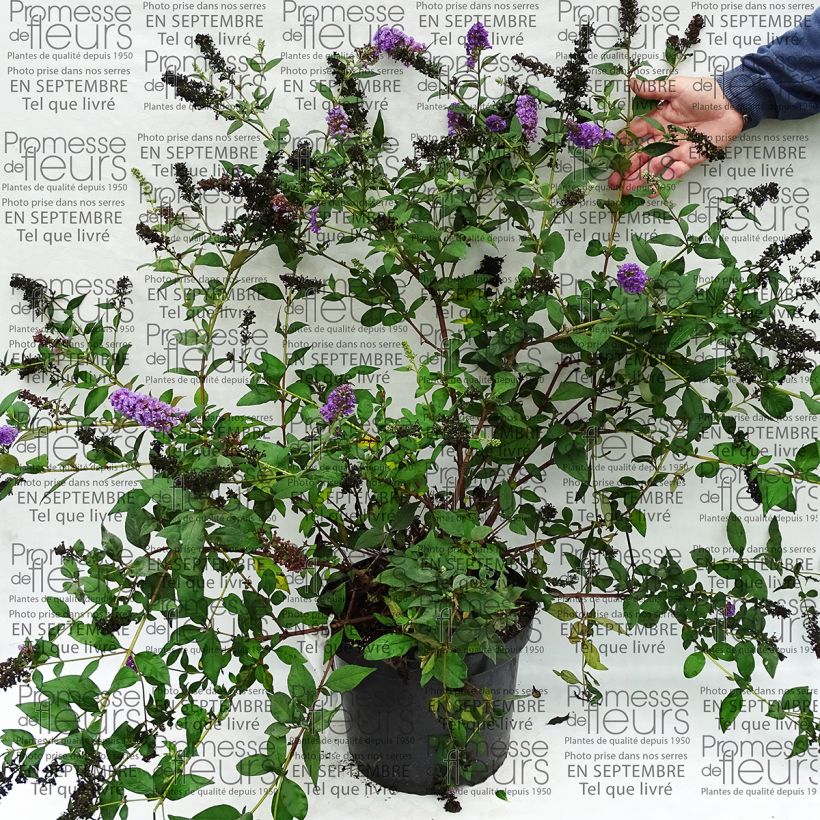 Spécimen de Buddleia Blue Chip - Arbre aux papillons nain tel que livré en printemps