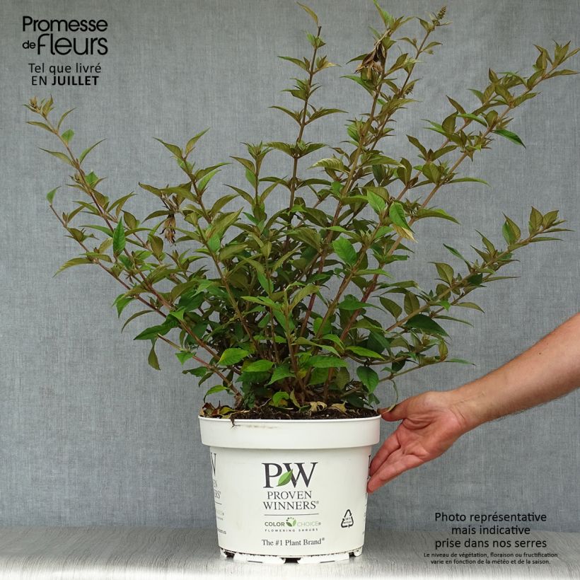 Spécimen de Buddleia Blue Chip - Arbre aux papillons nain Pot de 7,5L/10L tel que livré en été