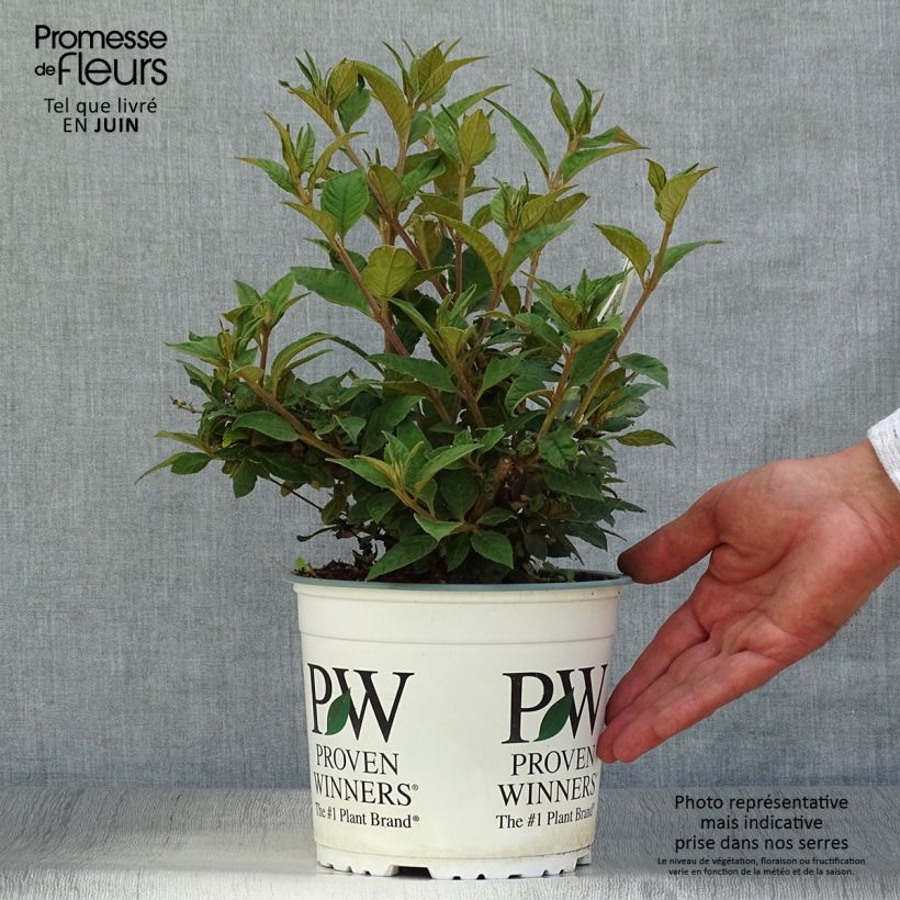 Spécimen de Buddleia Blue Chip - Arbre aux papillons nain Pot de 2L/3L tel que livré en été
