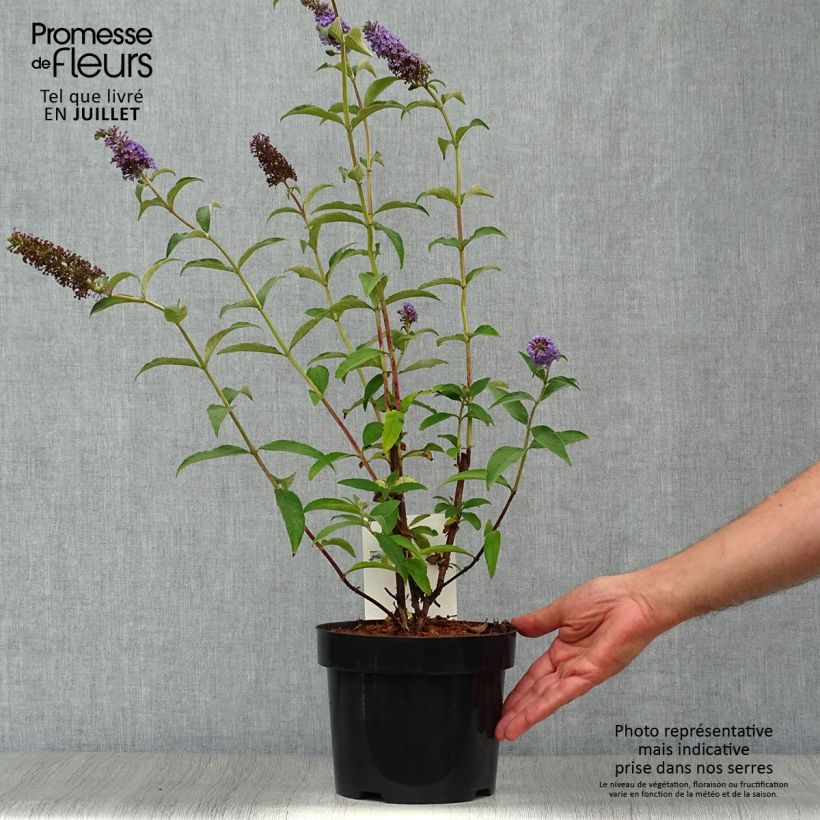 Spécimen de Buddleia Empire Blue - Arbre aux papillons tel que livré en ete