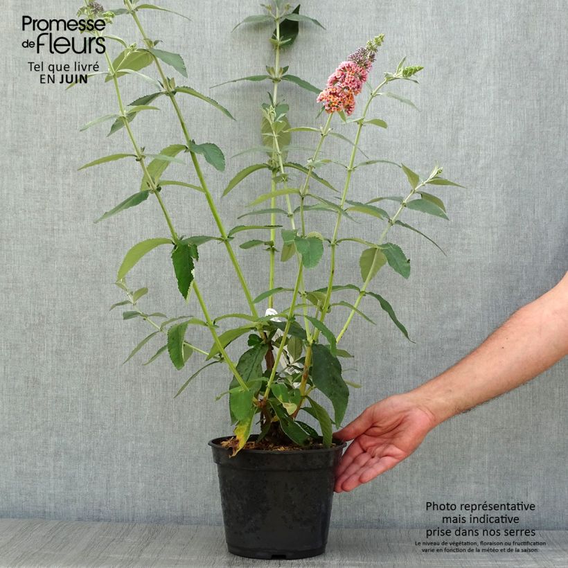 Spécimen de Buddleia Flower Power (Bicolor) - Arbre aux papillons Pot de 2L/3L tel que livré en été