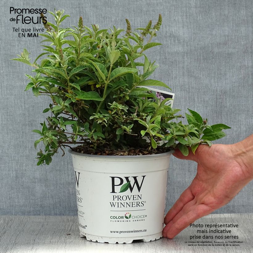 Spécimen de Buddleia Lilac Chip - Arbre aux papillons nain C3L tel que livré au printemps