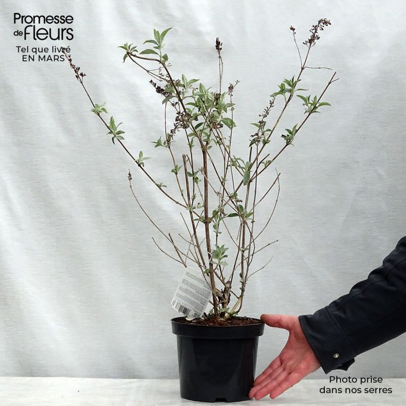 Spécimen de Buddleia Lochinch - Arbre aux papillons Pot de 2L/3LHauteur livrée env. 30/40cm tel que livré au printemps