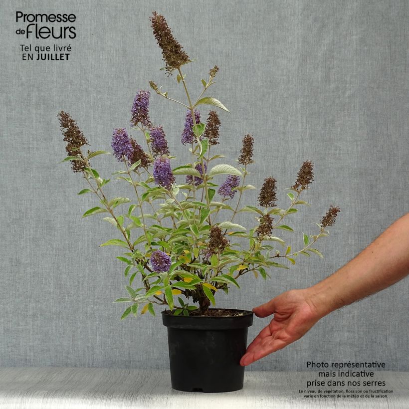 Spécimen de Buddleia Lochinch - Arbre aux papillons tel que livré en ete