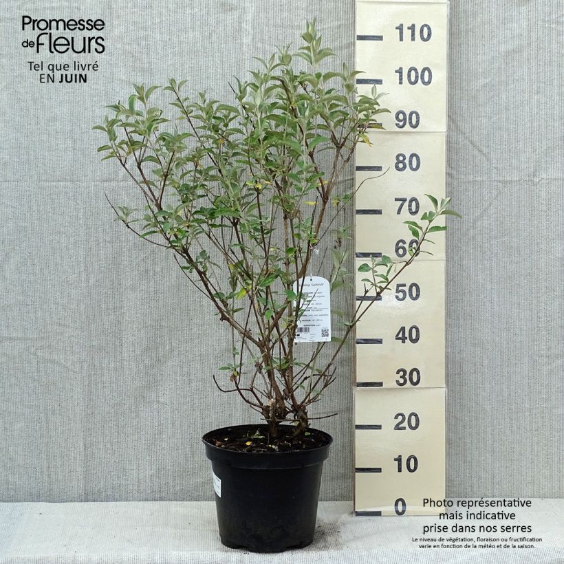 Spécimen de Buddleia Lochinch - Arbre aux papillons en pot de 7,5L/10L tel que livré au printemps
