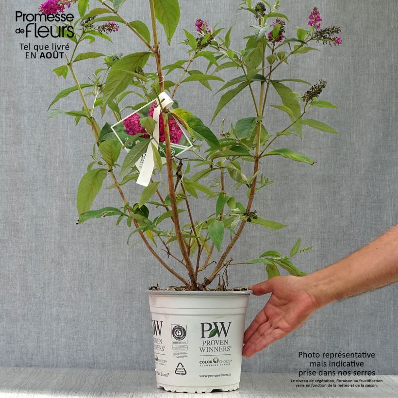 Spécimen de Buddleia Miss Ruby - Buddleia nain Pot de 3L/4L tel que livré en été