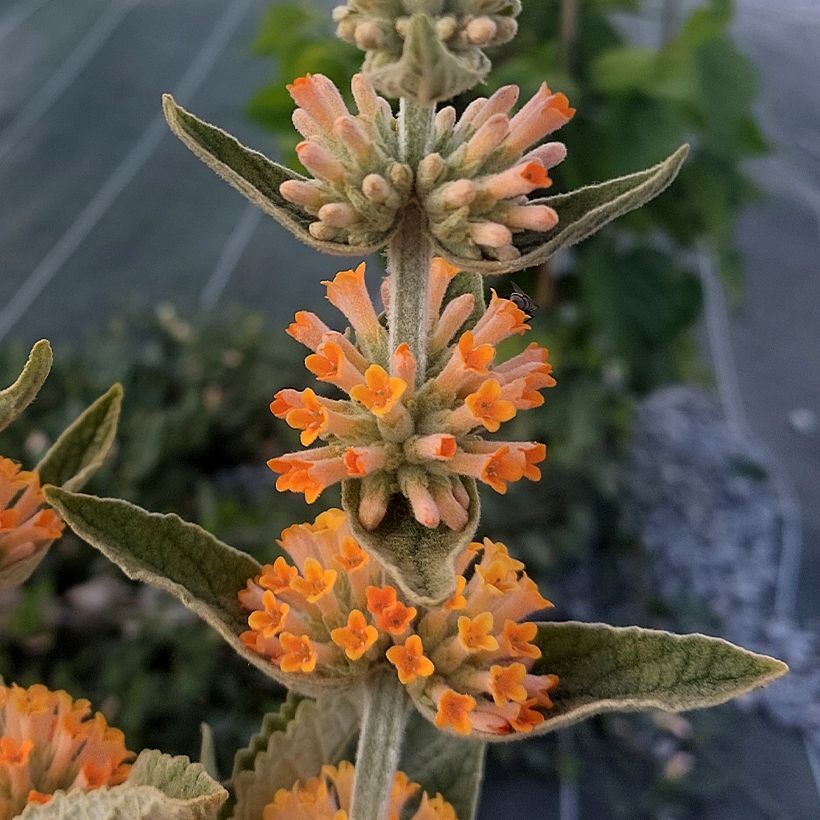 Buddleia Orange Sceptre - Arbre aux papillons (Floraison)