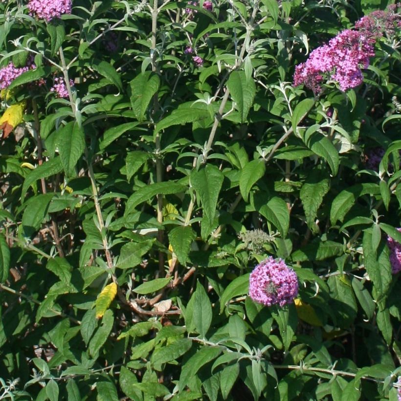Buddleia davidii Pink Panther - Arbre aux papillons (Feuillage)