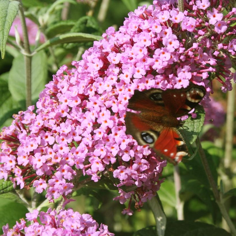 Buddleia davidii Pink Panther - Arbre aux papillons (Floraison)
