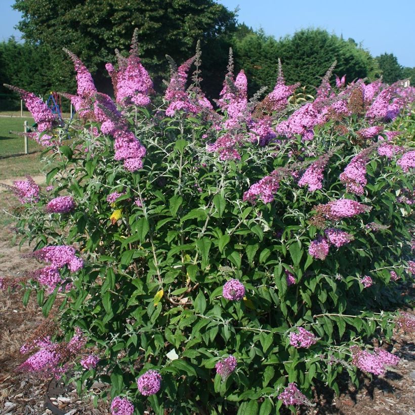 Buddleia davidii Pink Panther - Arbre aux papillons (Port)