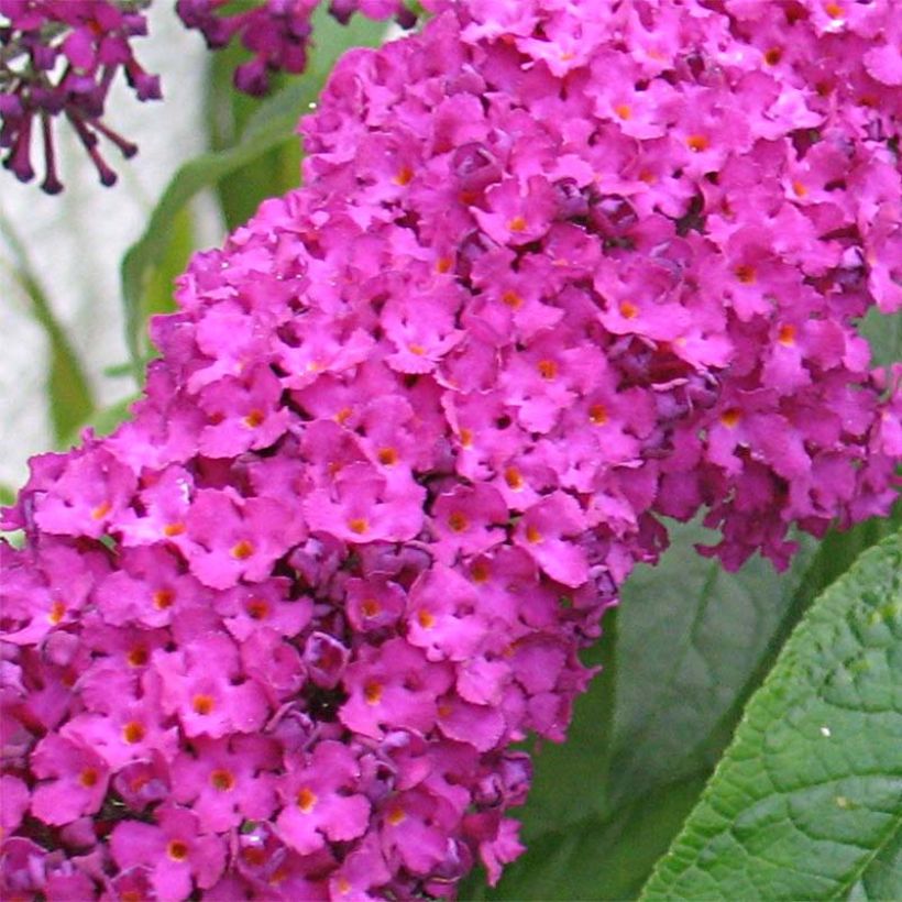 Buddleia Royal Red - Arbre aux papillons rouge (Floraison)