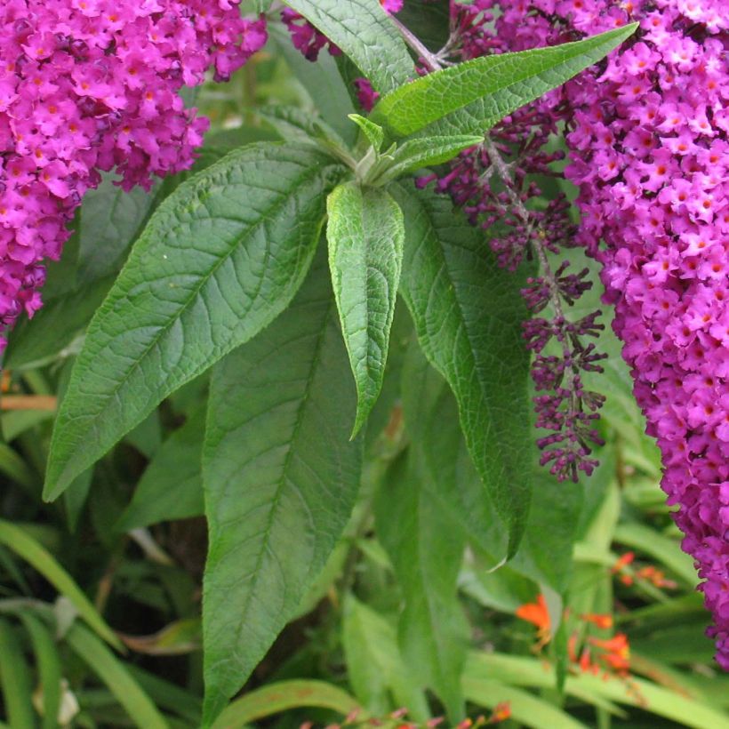 Buddleia Royal Red - Arbre aux papillons rouge (Feuillage)