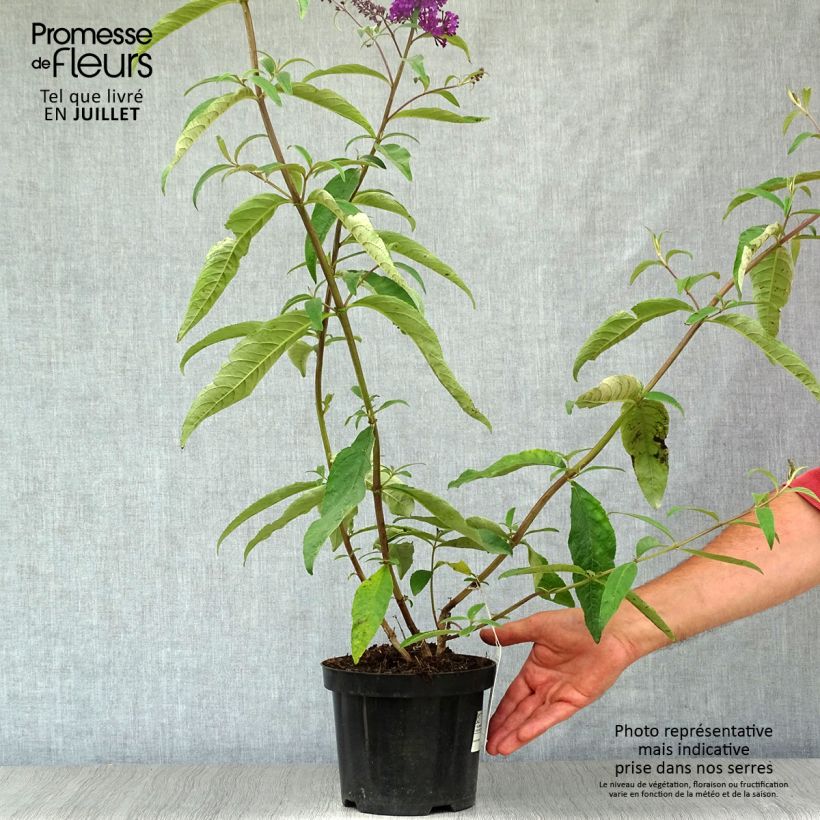 Spécimen de Buddleia Royal Red - Arbre aux papillons rouge Pot de 2L/3L tel que livré en été
