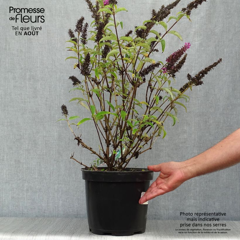 Spécimen de Buddleia Royal Red - Arbre aux papillons rouge Pot de 7,5L/10L tel que livré en été