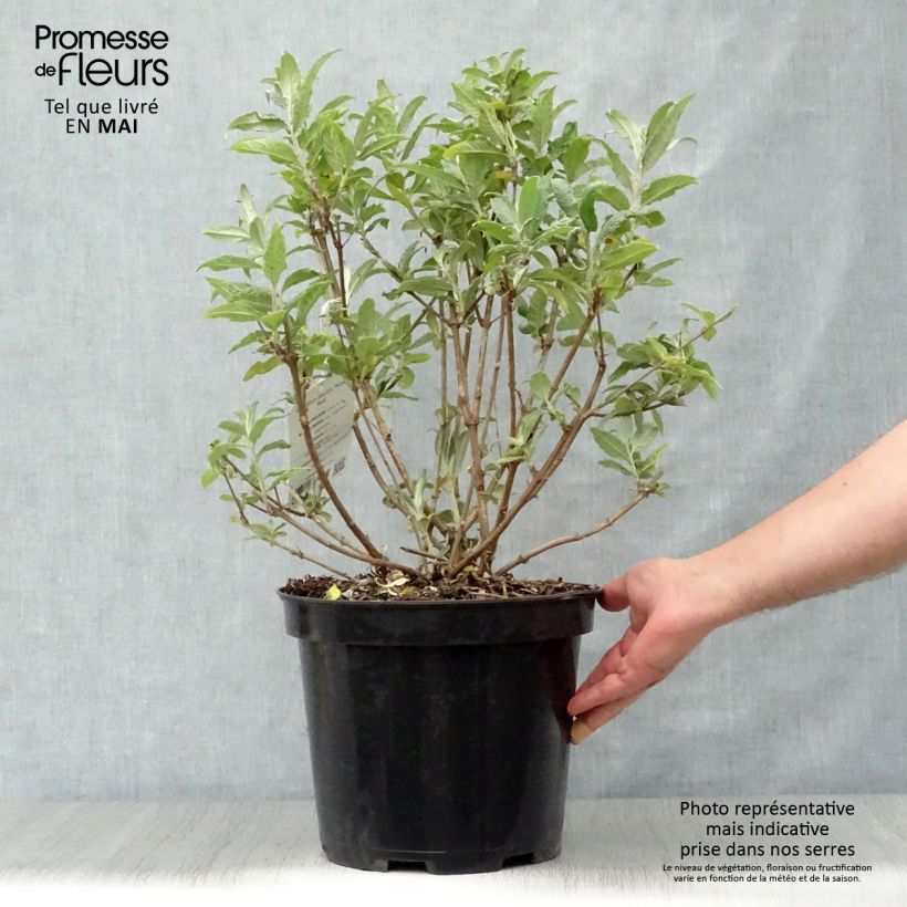 Spécimen de Buddleia Royal Red - Arbre aux papillons rouge en pot de 7,5L/10L tel que livré au printemps