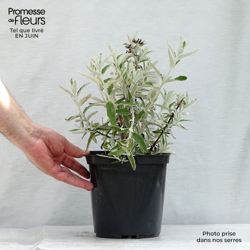 Spécimen de Buddleia Silver Anniversary - Arbre aux papillons Pot de 3L/4L tel que livré en été