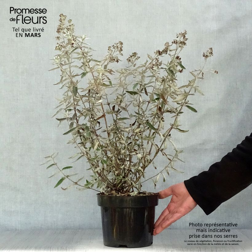 Spécimen de Buddleia Silver Anniversary - Arbre aux papillons Pot de 3L/4L tel que livré au printemps