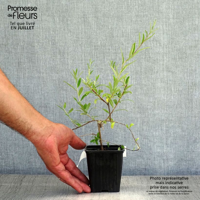 Spécimen de Buddleia alternifolia - Arbre aux papillons Godet de 8/9 cm tel que livré en été