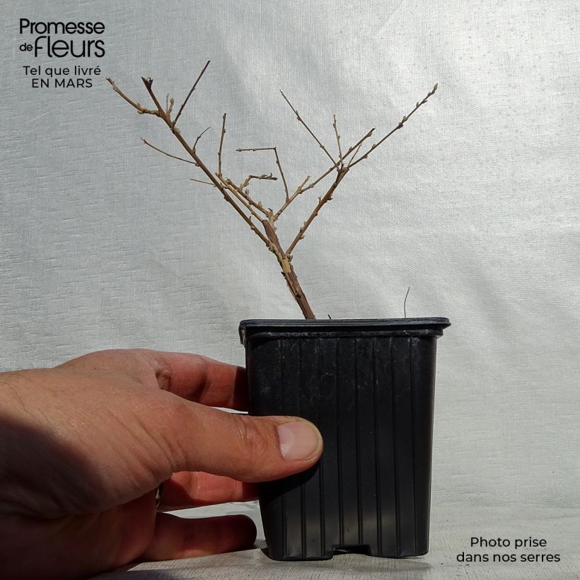 Spécimen de Buddleia alternifolia - Arbre aux papillons en godet tel que livré au printemps