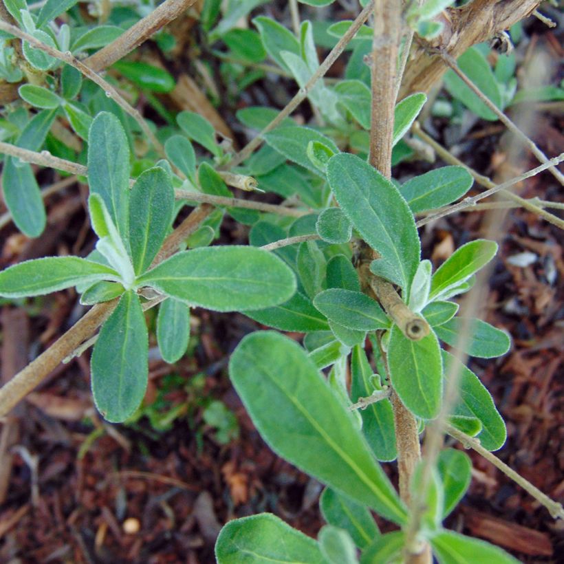 Buddleia alternifolia Unique - Arbre aux papillons nain (Feuillage)