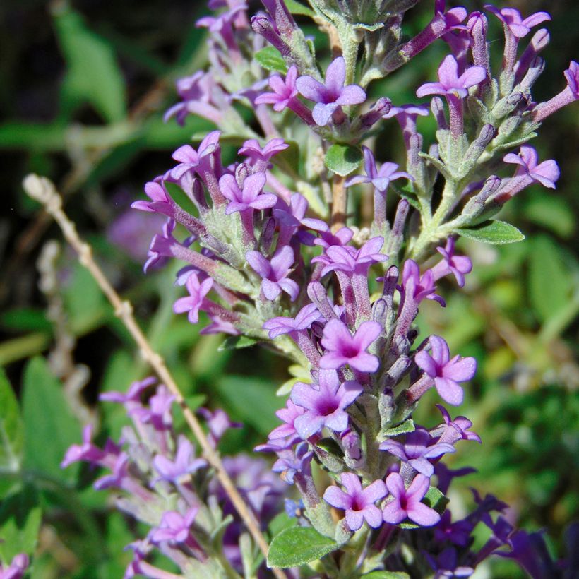 Buddleia alternifolia Unique - Arbre aux papillons nain (Floraison)