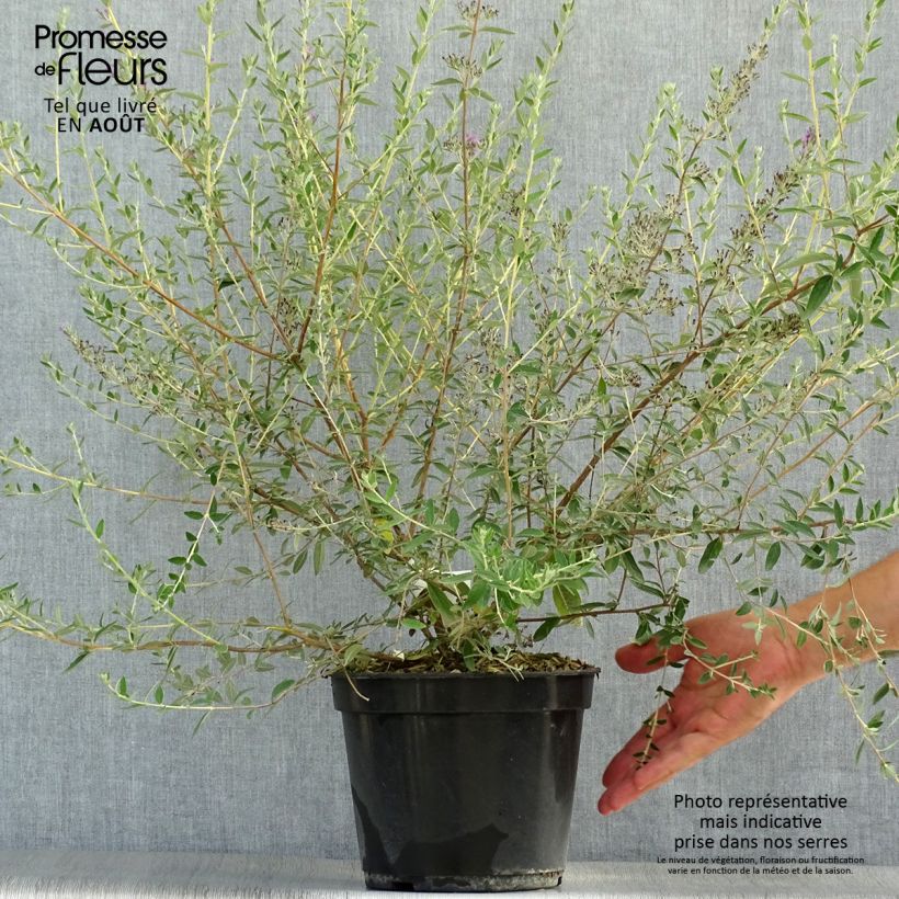 Spécimen de Buddleia alternifolia Unique - Arbre aux papillons nain Pot de 3L/4L tel que livré en été