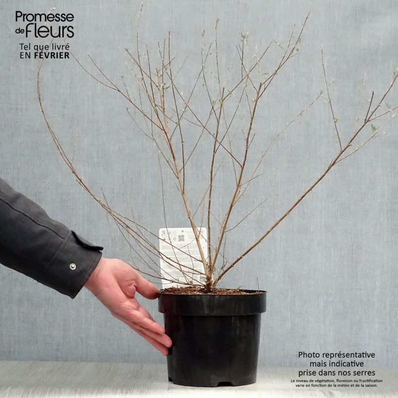 Spécimen de Buddleia alternifolia Unique - Arbre aux papillons nain tel que livré en hiver