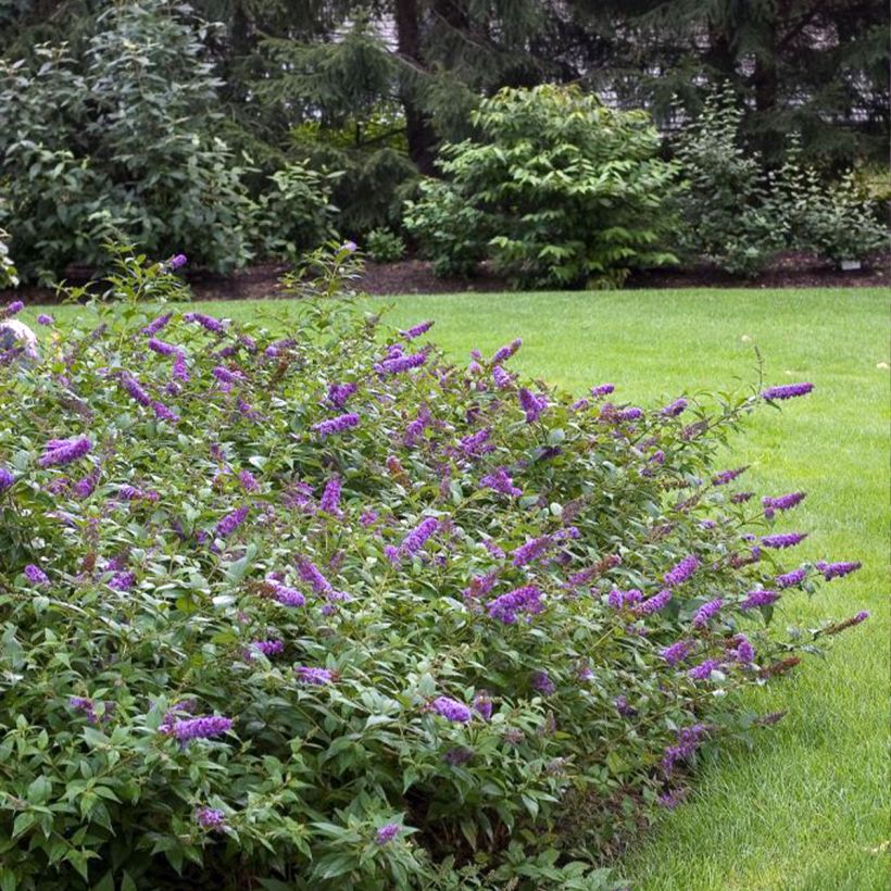 Buddleia Blue Chip - Arbre aux papillons nain (Port)