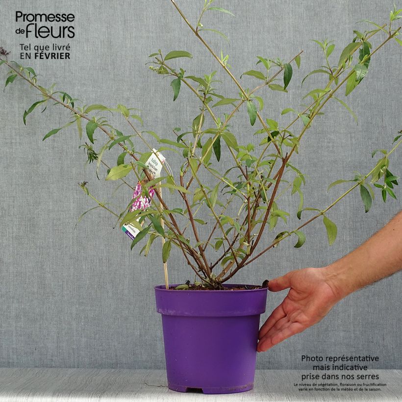 Spécimen de Buddleia davidii Berries and Cream Pot de 3L/4L tel que livré en automne